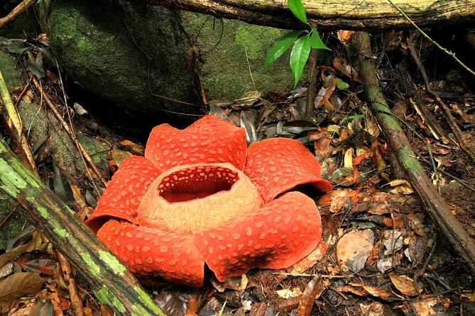 2-Day Khao Sok Jungle Safari from Krabi - Day 1’s Main Act: The 3-Hour Rainforest Trek With a Real Guide