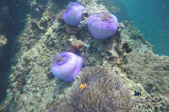 7 Islands Sunset Tour with Buffet Dinner & Night Snorkeling - Chicken Island (Koh Kai): A Quick Photo + Wind-Down Stop