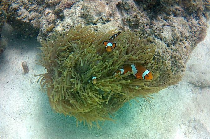 Amazing Krabi 7 Islands One Day Snorkeling Tour By Big Longtail Boat - Price and Value: What $39.09 Buys in Krabi