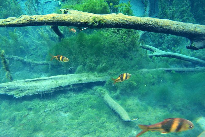 ATV & Kayaking in Hidden Freshwater Lagoon, Unseen Krabi Half Day Trip - Lunch in Krabi: Thai plate + fruit + water, served at the right moment