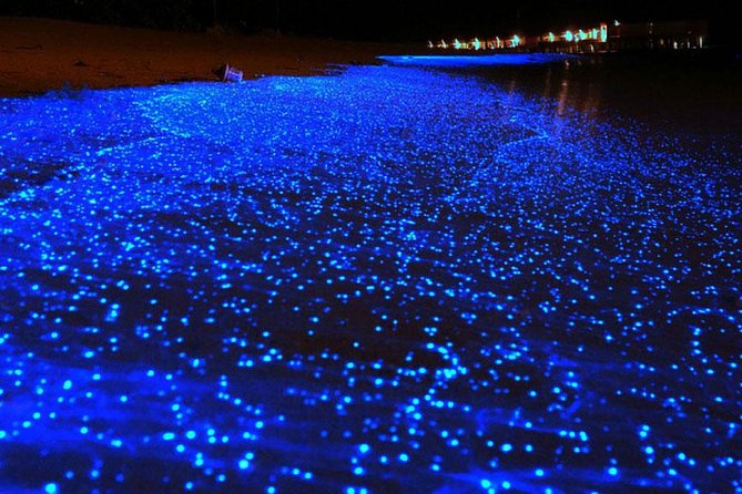 Bio Luminescent Swimming From Krabi - Pickup, meeting point, and how transfers usually work