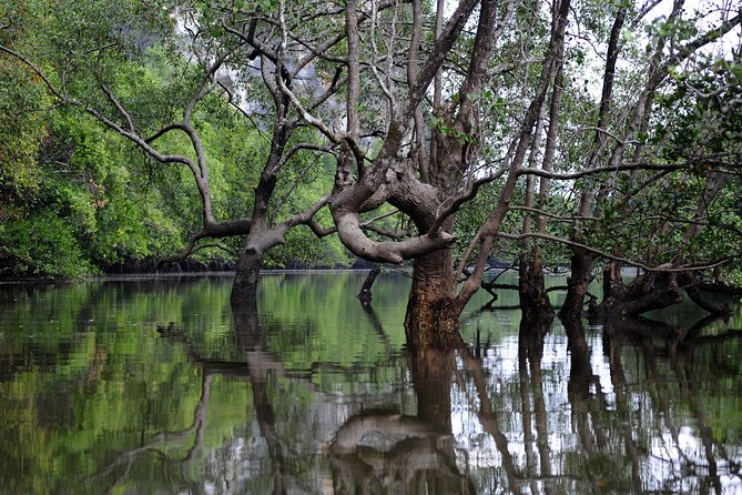 Deep Mangrove and Canyon Kayak Tour in Krabi - First Level Kayaking in Practice: What the Two-Hour Paddle Feels Like