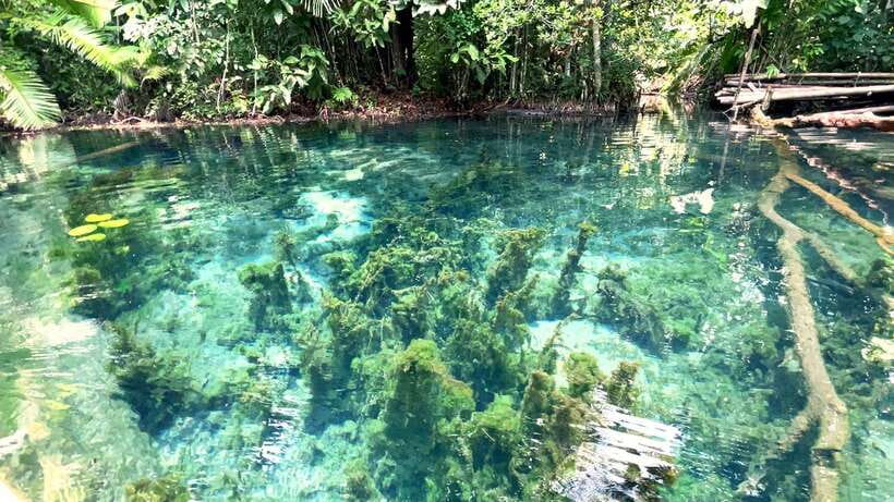 From Ao Nang: Kayaking at Klong Rud with Hotel Transfers - The land interludes: pineapple farm, fruit, and feeding carps (if it’s on your schedule)