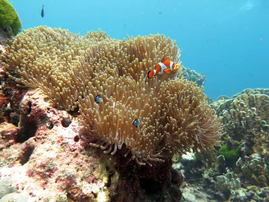 From Ao Nang: Similan Islands Boat Trip with Transfer & Food - Price and Value: Is $167 Worth 12 Hours of Island Time?