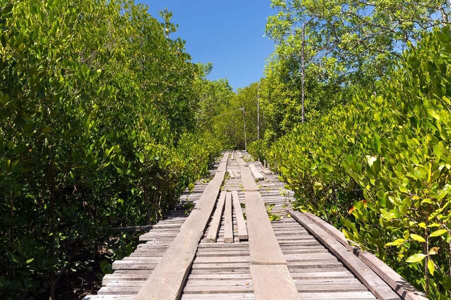 From Ko Lanta: Mangrove Eco-Excursion by Longtail Boat - Wildlife spotting: monkeys, birds, and small surprises
