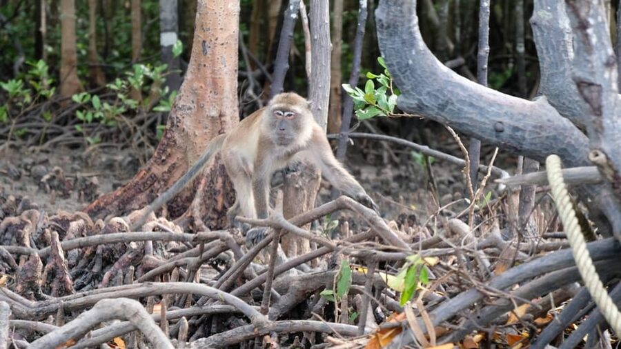 From Ko Lanta: Mangrove Eco-Excursion by Longtail Boat - Lunch in mangrove country: simple, good, and not rushed