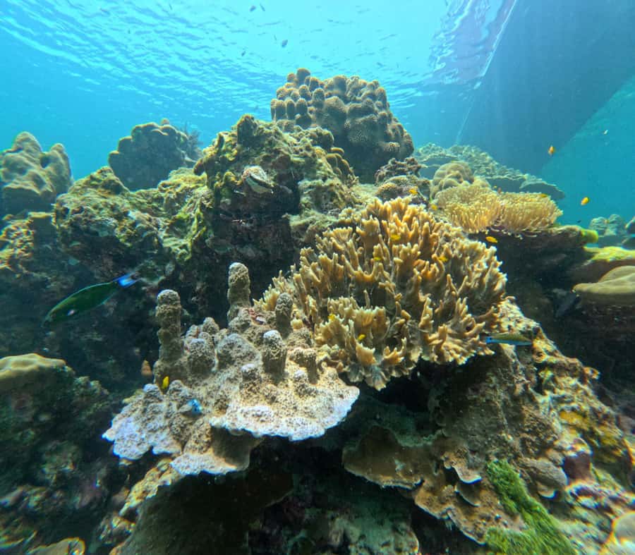 From Koh Lanta: Koh Rok and Koh Ha Day Tour-Queen of Andaman - Key Points Worth Knowing Before You Go