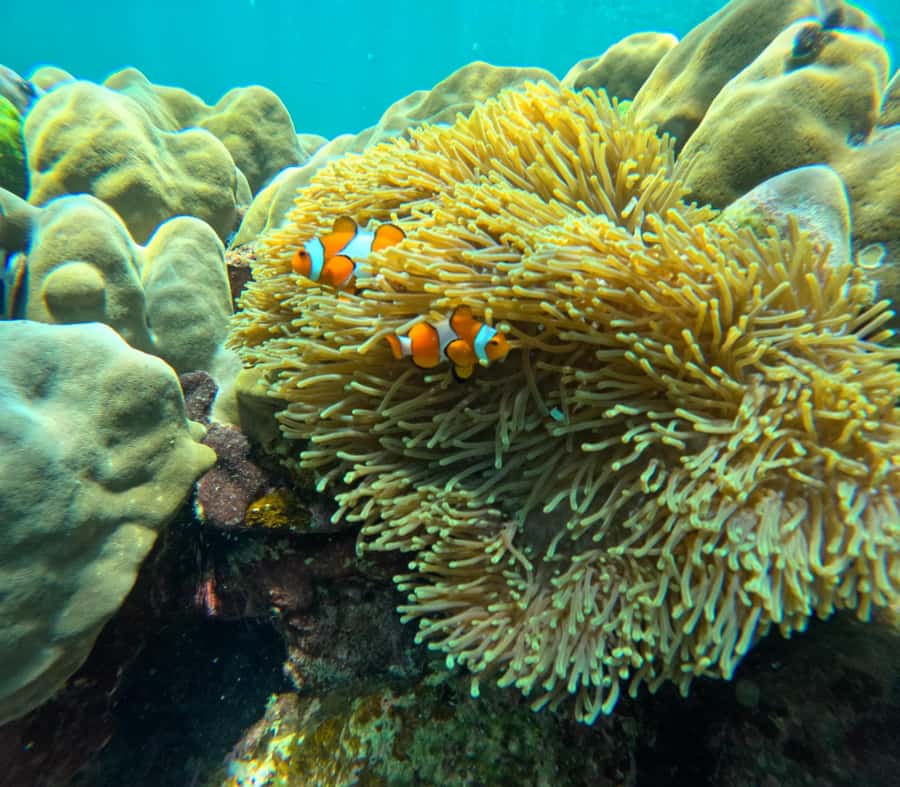 From Koh Lanta: Koh Rok and Koh Ha Day Tour-Queen of Andaman - Koh Ha First Stop: Shallow Reefs and Better Snorkel Flow