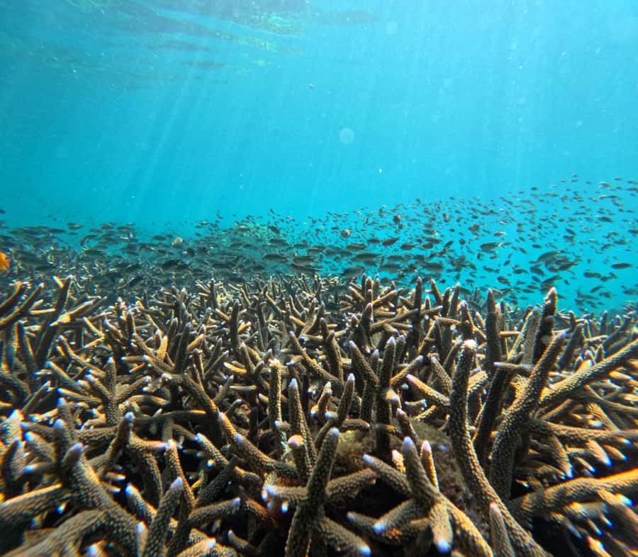 From Koh Lanta: Koh Rok and Koh Ha Day Tour-Queen of Andaman - Who This Tour Fits Best (and Who Should Skip It)
