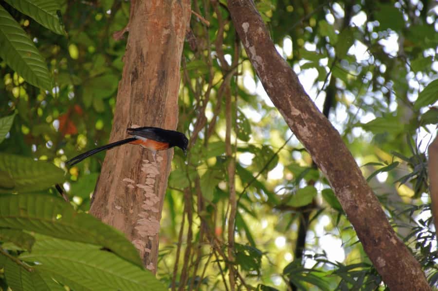 From Krabi: Cheow Lan Lake Cruise and Khao Sok Jungle Hike - Who this tour suits best (and who should look elsewhere)