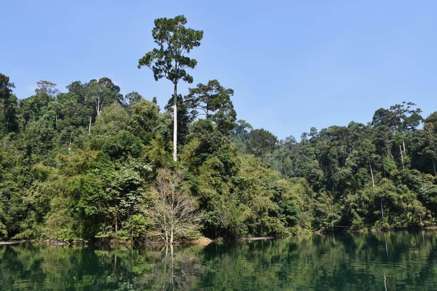 From Krabi: Cheow Lan Lake Cruise and Khao Sok Jungle Hike - A full-day escape from Krabi: Cheow Lan and Khao Sok in one go