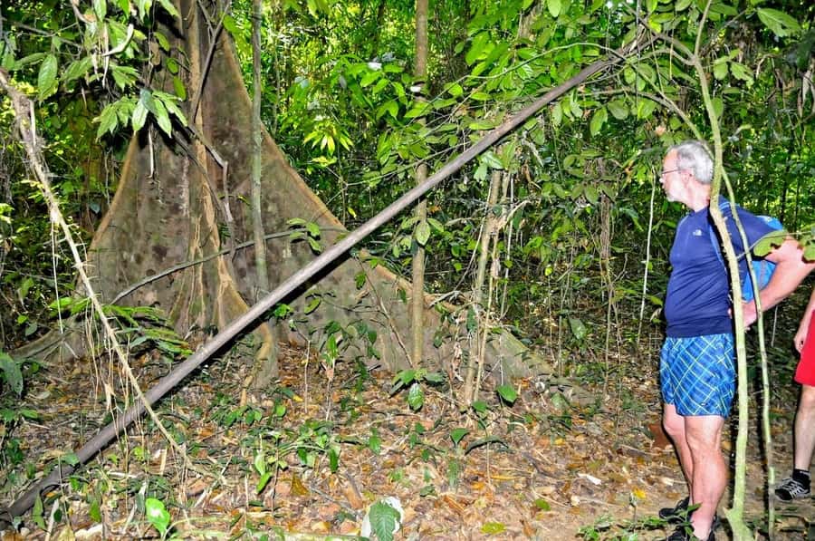 From Krabi: Cheow Lan Lake Cruise and Khao Sok Jungle Hike - Khao Sok jungle hike: tropical rainforest that stays on a trail