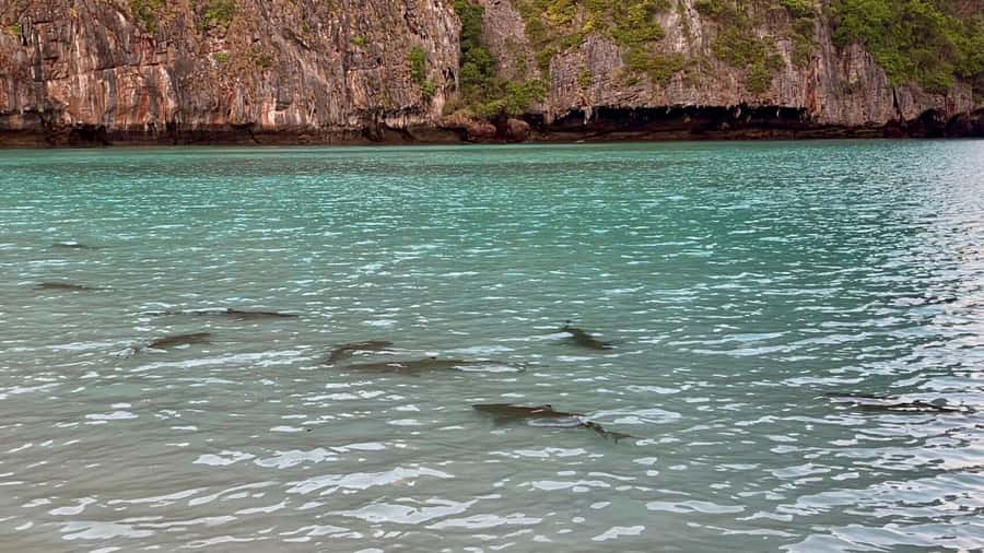 From Krabi: Phi Phi Early Bird & 4 Islands by Speedboat - Pileh Lagoon: calm swimming and snorkeling in emerald water