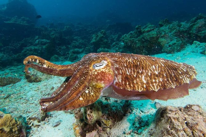 Fun Diving Safari Day Trip From Koh Lanta - Certified Divers - Koh Lanta Pickup, Speedboat Ride, and the Real-World Start Time