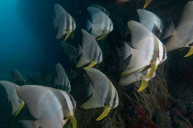 Fun Diving Safari Day Trip From Koh Lanta - Certified Divers - The Koh Haa Plan (High Season): 5 Islands and Two Scheduled Underwater Sessions