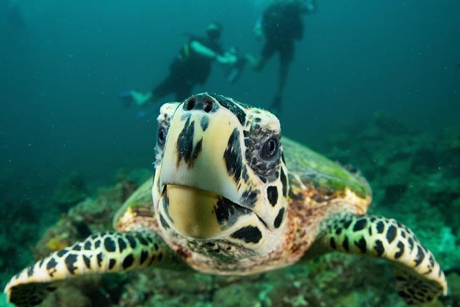 Fun Diving Safari Day Trip From Koh Lanta - Certified Divers - Ko Bida Nok / Bida Islands (Low Season): A Different Area Near Phi Phi
