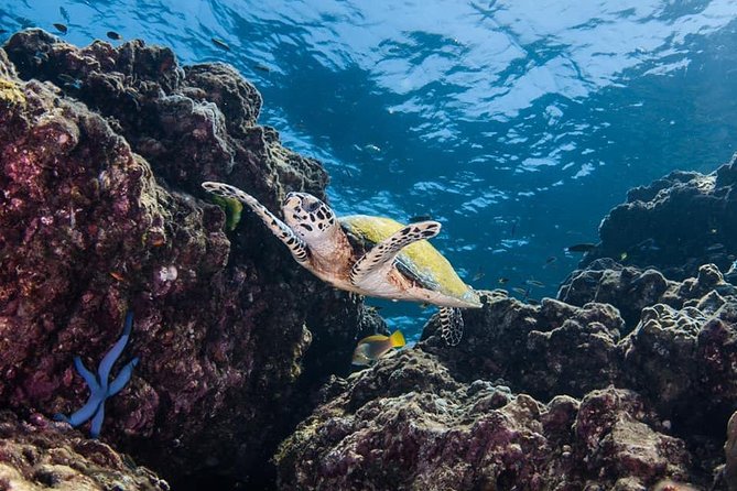 Fun Diving Safari Day Trip From Koh Lanta - Certified Divers - Guides, Safety Feel, and Why the Group Size Matters