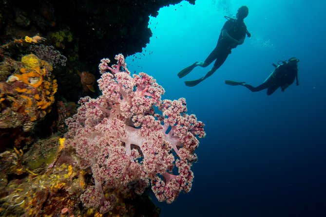 Fun Diving Safari Day Trip From Koh Lanta - Certified Divers - Between Sessions: Food All Day, Snorkeling Options, and Boat Comfort
