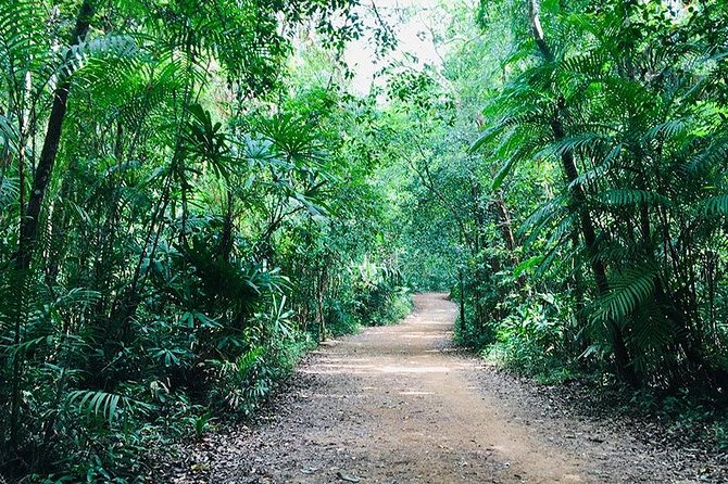 Half Day Jungle Tour to Emerald pool and Krabi Hot Spring - The Rainforest Walk: Short on Time, Still Real on Foot
