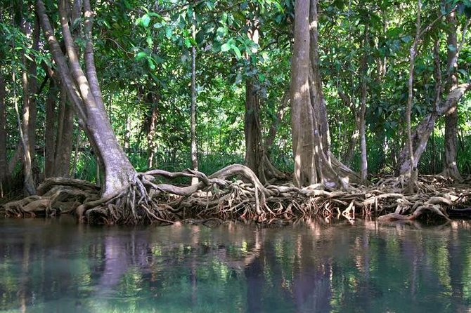 Kayaking in Ao Thalane - Discover the Mangrove life - Ao Thalane kayaking: why it feels so different in Krabi