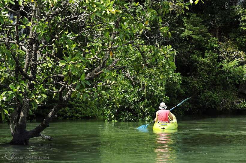 Ko Lanta: Half-Day Mangrove Kayaking Tour with Lunch - The Kayak Route: Mudskippers, Fiddler Crabs, and Monkeys Along the Water
