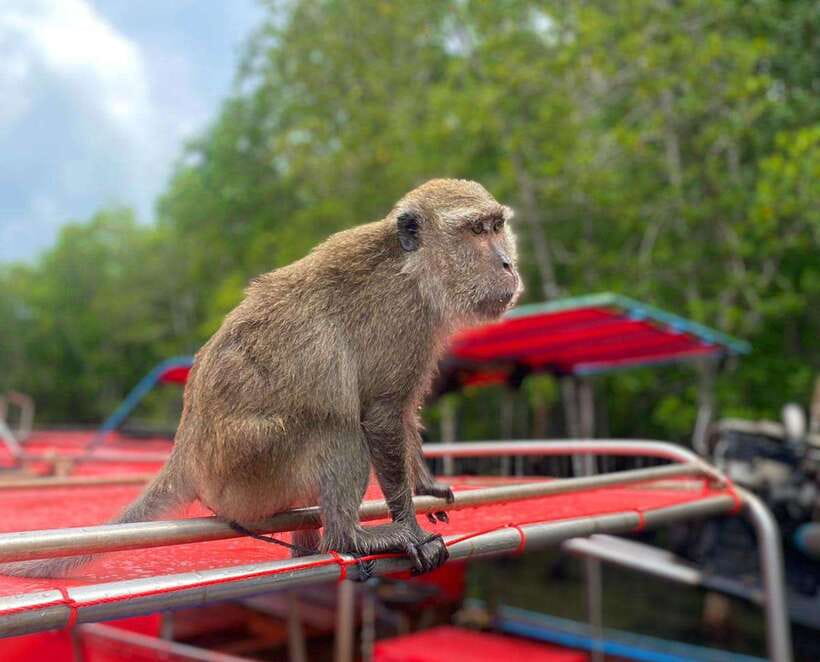 Ko Lanta: Mangrove Forest Kayak & Wildlife Adventure - Two hours of mangrove wildlife viewing (and why patience matters)