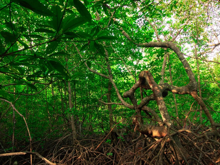 Ko Lanta: Mangrove Forest Kayak & Wildlife Adventure - Feeding macaques: close photos, close responsibility