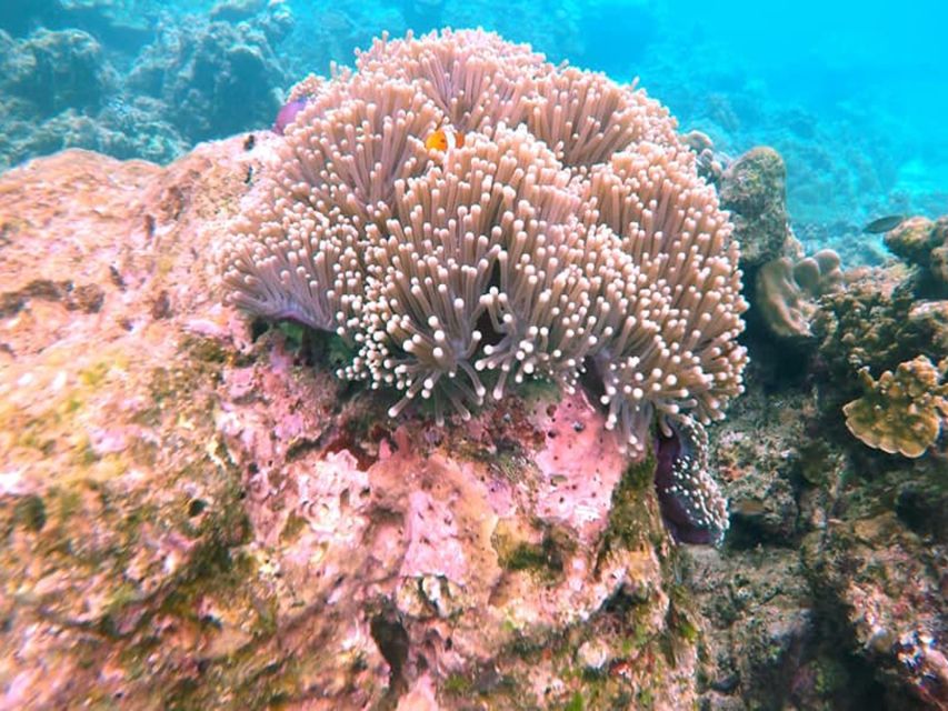 Ko Lanta: Private Longtail Rok Island Snorkeling Day Trip - Second Snorkel at 1 PM (A Second Chance to Get It Right)