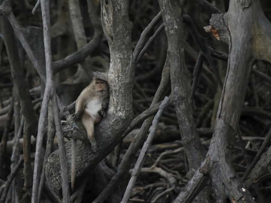 Ko Lanta: Private Mangrove Kayaking & Cave Exploration Tour - Inside Tham Mai Kaew / Tham Khao Mai Khew: Stalactites, Stalagmites, Bats