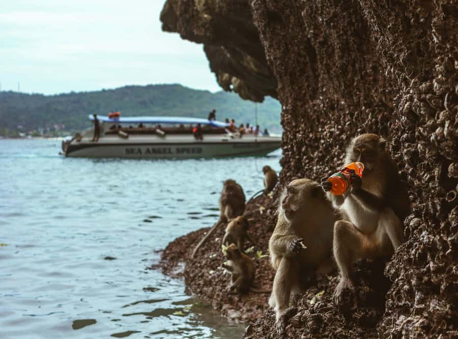 Ko Lanta: Private Mangrove Kayaking & Cave Exploration Tour - Price and Value: What $79 Gets You (and What It Doesn’t)