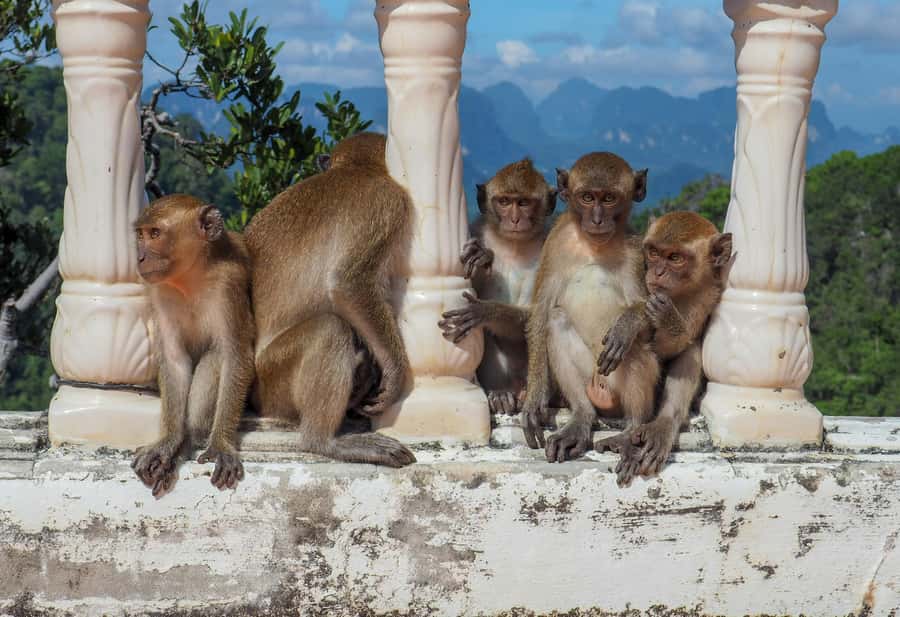 Ko Lanta: Private Tiger Cave, Hot Spring & Emerald Pool Tour - Price and value: is $231 per group fair for up to 4?
