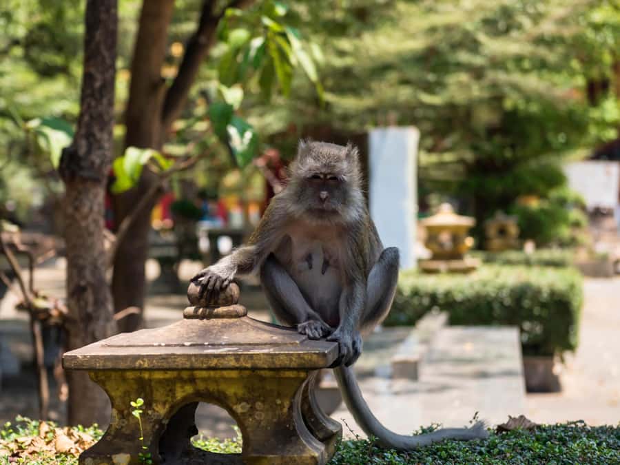 Ko Lanta: Private Tiger Cave, Hot Spring & Emerald Pool Tour - Who this tour suits best (and who should consider another option)