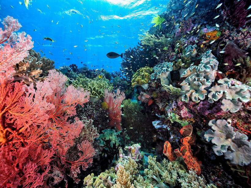 Ko Lanta: Snorkeling Adventure Tour to Koh Rok and Koh Haa - Saladan Pier to Koh Rok: 45 Minutes of Getting There