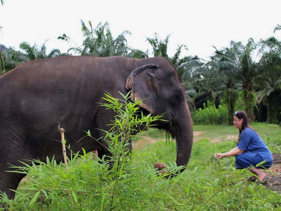 Ko Lanta Yai: Half-Day Ethical Elephant Sanctuary Tour - Key points before you go