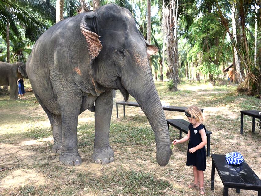 Ko Lanta Yai: Half-Day Ethical Elephant Sanctuary Tour - Eco-paper from elephant dung: a souvenir with a story (and a logistics note)