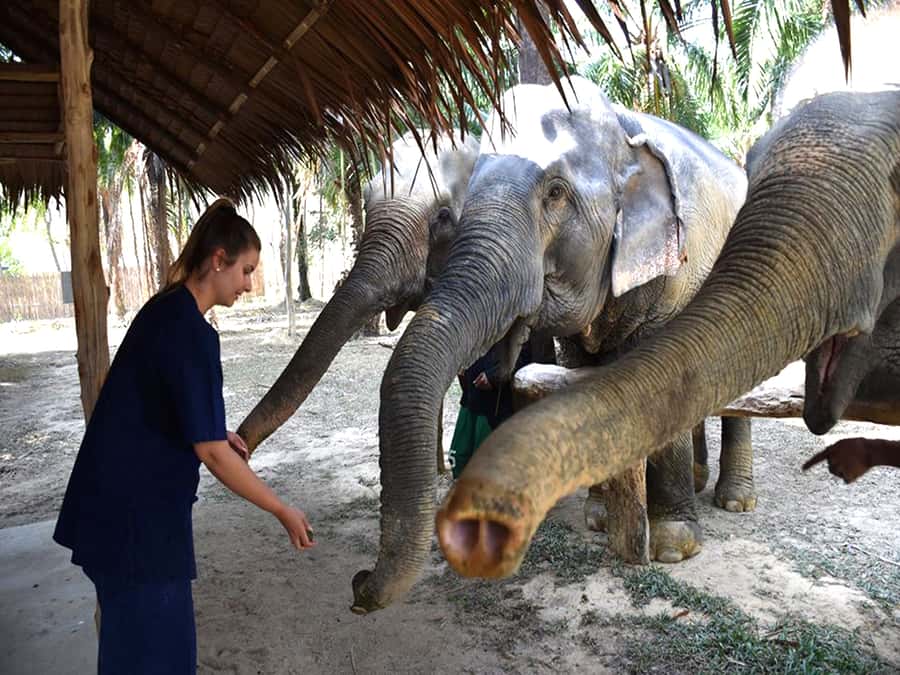 Ko Lanta Yai: Half-Day Ethical Elephant Sanctuary Tour - Price and value on Ko Lanta: what $78 buys you in real terms