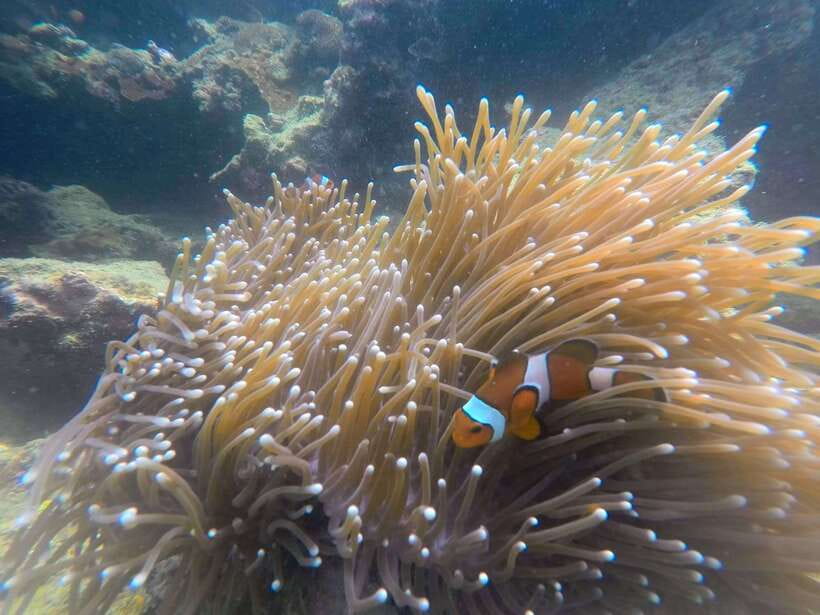 Koh Lanta: 4-Island Adventure Tour to Emerald Cave - Koh Chuak snorkeling: smaller island, another reef flavor