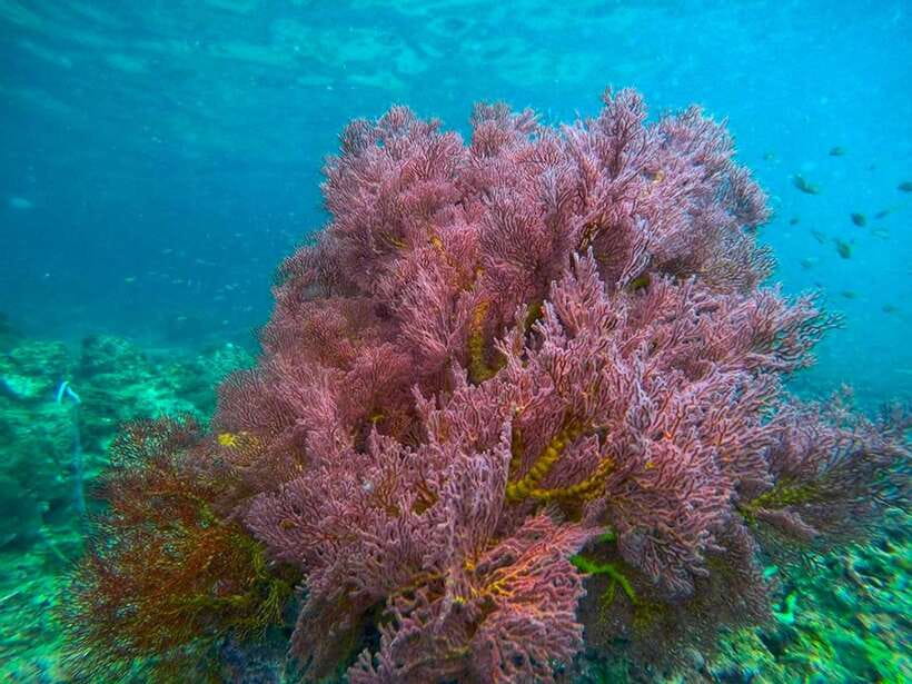 Koh Lanta: 4 Islands and Emerald Cave Snorkeling Trip - Price and value: $55 adds up, but budget the extras