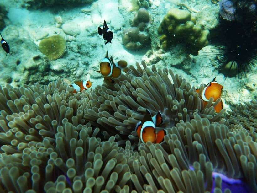 Koh Lanta: 4 Islands and Emerald Cave Snorkeling Trip - Koh Ngai snorkeling: fish, coral, and limestone views