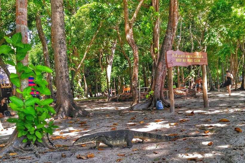Koh Lanta: Adventure Sea Tour to Koh Rok and Koh Haa - Koh Rok Nok and Koh Rok Nai: the coral channel advantage