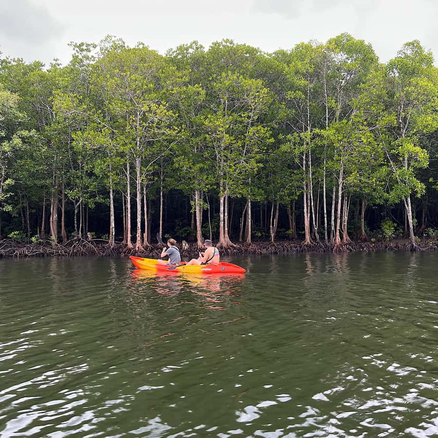 Koh Lanta: Amazon Mangrove Kayaking Tour With Lunch - Why Koh Lanta’s mangroves feel like a different kind of day