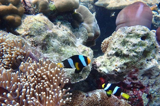 Koh Ngai, Koh Muk + Emerald Cave Snorkeling Tour by Classic Longtail Boat - Timing That Matters: The 8:00 AM Start and the 8 to 9 Hour Day
