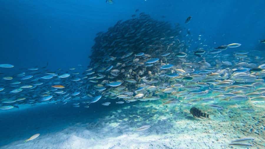 Krabi: 4 Islands Private Trip by Speedboat - Chicken Island Snorkeling: Coral Reef and Close-Up Tropical Fish
