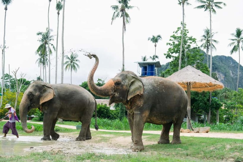 Krabi: Ao Nang Elephant Sanctuary Half-Day Tour - Getting to Ao Nang Elephant Sanctuary: Pickup, Comfort, and Pier Transfer