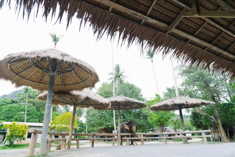Krabi: Ao Nang Elephant Sanctuary Half-Day Tour - Preparing Natural Elephant Supplements (Yes, You Help Make the Food)