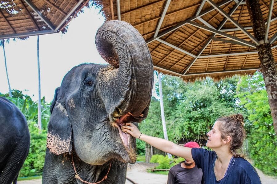 Krabi: Ao Nang Elephant Sanctuary Half-Day Tour - The First Hands-On Step: Feeding Free-Roaming Elephants Safely