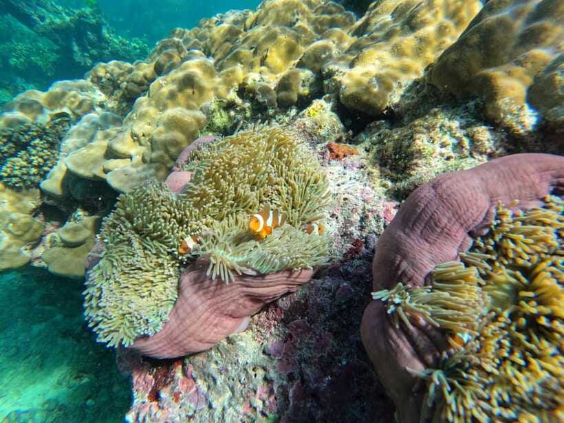 Krabi Aonang: Koh Rok & Koh Haa Snorkelling Day Trip + Lunch - Koh Haa at 13:40: Second Snorkel Session When the Day Still Has Energy