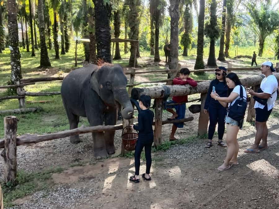 Krabi Elephant bathing and Atv adventure (30min/30min) - Meeting the elephants: bathing, feeding, and play in nature