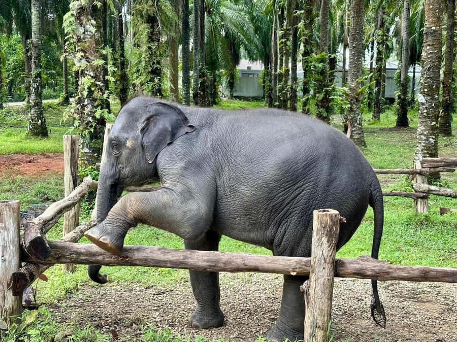 Krabi Elephant bathing and Atv adventure (30min/30min) - Pickup, drop-off, and timing: how the day actually runs