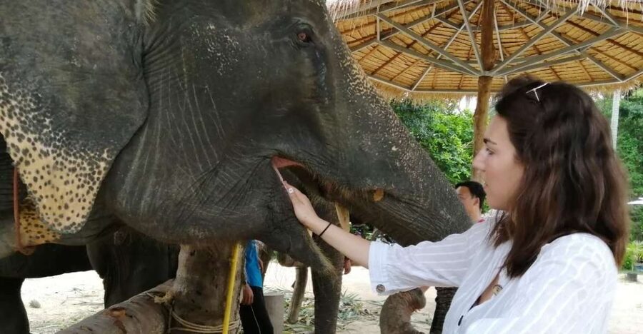 Krabi: Elephant Bathing and Huay Tho Waterfall Day Trip - Key highlights you’ll feel right away